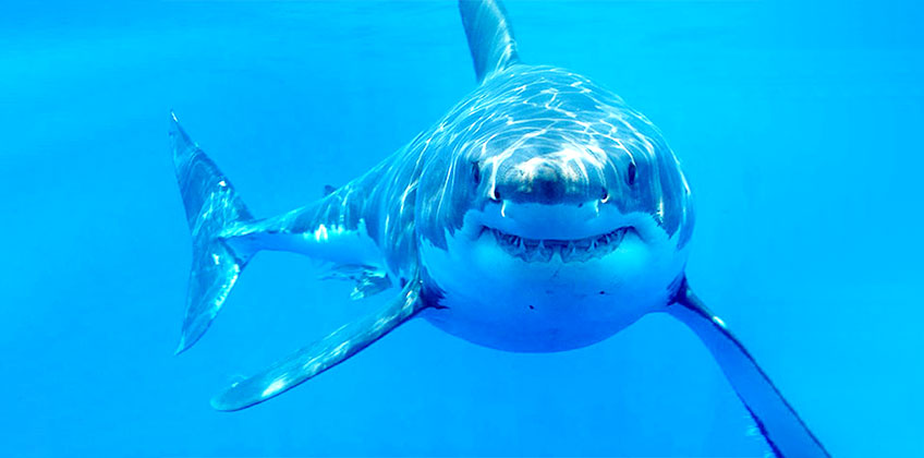 Salesforce’s new Einstein innovation: Tracking & Protecting Great White Sharks in Southern California